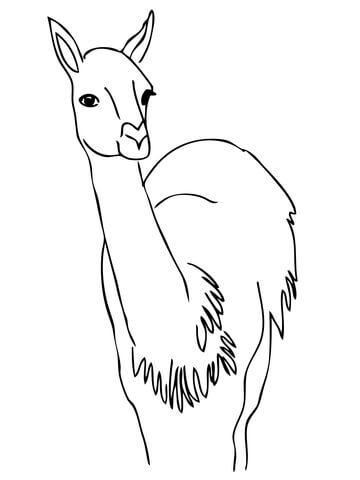 Curious Guanaco Coloring Page